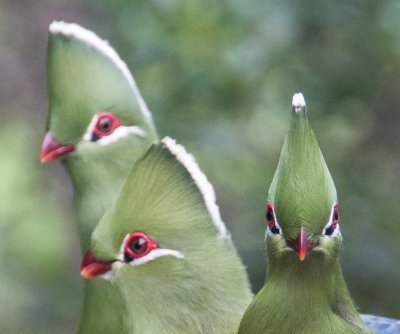 Official twitter account for JWild Unconference in Wilderness, South Africa