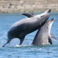 Jessica Patiño Pérez, PhD 🐬 (@jjessicap) 's Twitter Profile