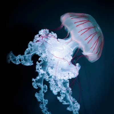 nell4tune's profile picture. Instant prayer Abaya for home, travel, Umrah and Hajj for women and children. Email me on = fivepillarsorg@gmail.com