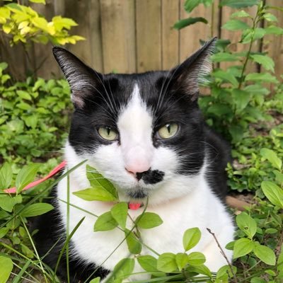 I love playing ball and driving my Momsy crazy!! What I love the most is BACON 🥓 #PandatheBaconCat #BaconKing Proud member of #lampwireslayer #tuffcat #ZSHQ