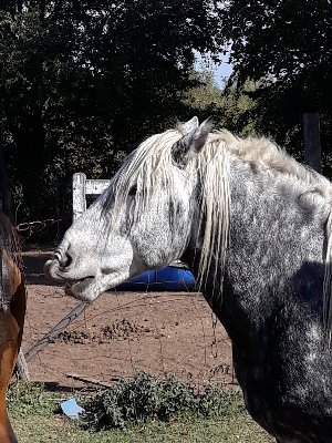 trabajo en haras camino de sorcier ,dedicado a la cria de equinos sangre pura de carrera