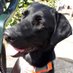 Mrs Bruce (@darceylab_1) Twitter profile photo Mrs Bruce (@darceylab_1) Twitter profile photo
