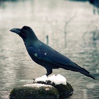 塵 (@sinitai_zamurai) 's Twitter Profile