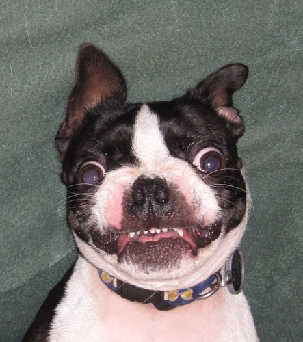 meerdter's profile picture. I have an unhealthy relationship with bacon.