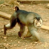 BruhBeruk's profile picture. bruh