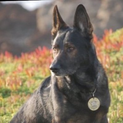 k9ranger_king Profile Picture