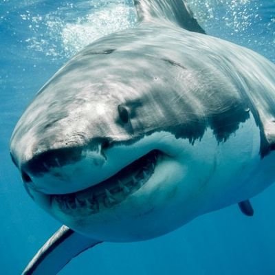 SHADOW CREEK HIGH SCHOOL SHARKS class of 2020! This acct is dedicated to events related to fundraising for the first 4 yr class end of year trip! Fins up!🦈🦈
