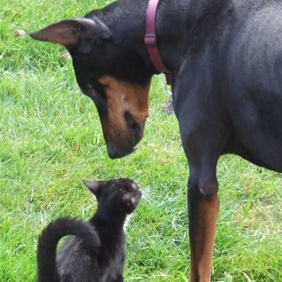 concerned for this world,
love cats and Dobermans