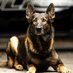 K9 Diesel and Ofc. Githens (@BGith2) Twitter profile photo