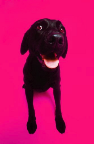 PinkysDogs's profile picture. We are Orlando's premier Dog Training company, offering in-home and group classes for dog owners who truly care about their furry friends. We make 'sit' happen.