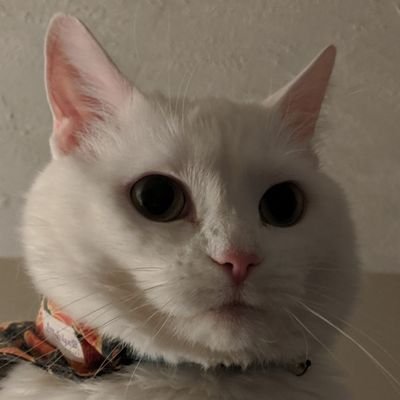 Thadeusさんのプロフィール画像
