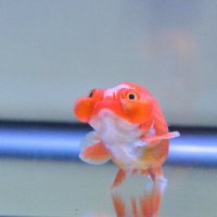 埼玉県養殖漁業協同組合 (@saiyougyokyou) 's Twitter Profile Photo 埼玉県養殖漁業協同組合 (@saiyougyokyou) 's Twitter Profile Photo