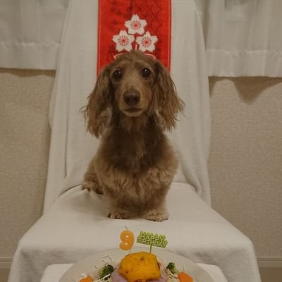 神奈川県相模原市在住 東京都立川市勤務
ラグビー観戦好き❗
RH大阪 相模原DB 浦安DR BR東京 🌸日本代表を応援しています。
🐶ミニチュアダックスフンドが大好き❗
ラーメンは二郎系orラーショ系🤣