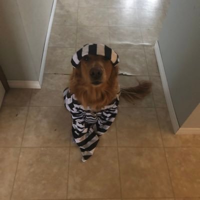 CareyMoOnline's profile picture. 