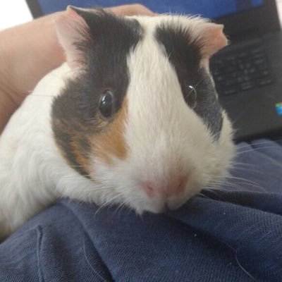 objectoinanimad's profile picture. esse perfil reside na minha cabeça assim como todos vocês