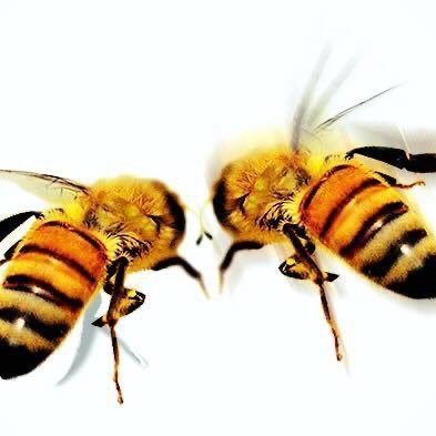 StartBeekeeping's profile picture. We love bees🐝 and beekeeping. And we love to help new beekeepers in their beekeeping journey. Visit us at https://t.co/ArhG9dsGbl