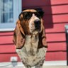 ElmerTheBasset's profile picture. Friendliest basset hound born 6/28/17 exploring Cincinnati with my humans 🐾 elmerthebassethound@gmail.com