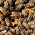 Beekeeping in the UK (@beekeeping_uk) Twitter profile photo