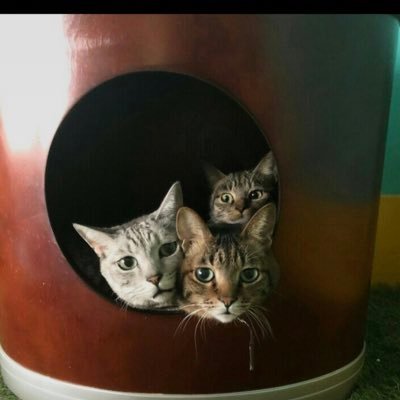 yonep509's profile picture. 元オル民。 オリアカとドラクエウォーク☺️