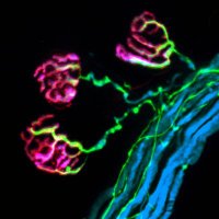 Neuroimmunology Research Group (@neuroimmuno_gla) Twitter profile photo