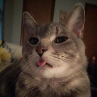 ferrettman0294 (@ferrettman0294) 's Twitter Profile