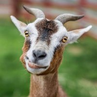 Goatmasterfunk (@goatmasterfunk) 's Twitter Profile