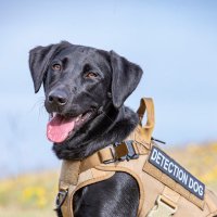 Vessel the Water Detective Dog (@cawdetectivedog) 's Twitter Profile