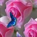 doodlebugDebi (@doodlebugdebi) Twitter profile photo doodlebugDebi (@doodlebugdebi) Twitter profile photo