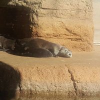 Otter Disappointment(@AddPolitcal) 's Twitter Profile Photo