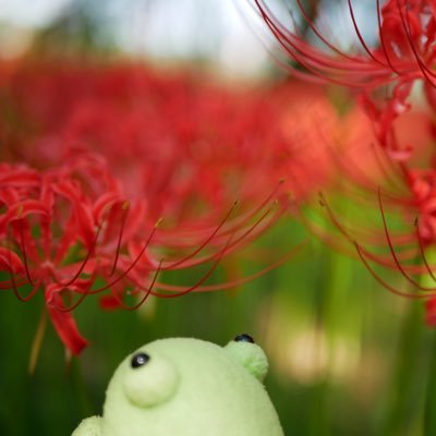 🚄🐸、♨️、交通系ゆるキャラ(特にイコちゃん)、ゆるキャラ、綺麗な風景とお花、カフェ、ぬい撮り、ドミ活、ゆるゆる旅行貯金。グリーン車が好き。無言フォロー失礼します。