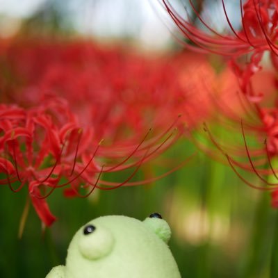 🚄🐸、♨️、交通系ゆるキャラ(最近はイコちゃん推し)、ゆるキャラ、綺麗な風景とお花、美味しいもの、カフェ、ぬい撮り。特急とグリーン車が好き。無言フォロー失礼します。