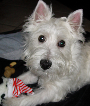 AstiTheWestie's profile picture. 