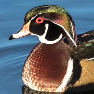 h8dumppy's profile picture. Proud Progressive