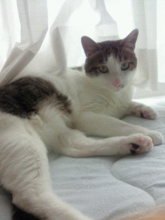 ドイツに関心があります。猫好き人間で村上春樹さんの小説を読みます。村上主義者です。中島みゆきさんの曲が好きです。「国境なき猫もふ団」。RTは、その内容に必ずしも同意しているわけではありません。政治から猫（動物）、スポーツ・芸能まで幅広く呟きます＾＾