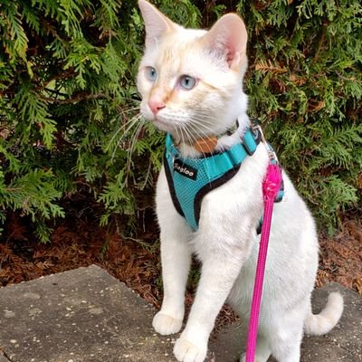 Half Siamese/half Bengal 8 month old kitten.  Harness trained emotional support animal full of love and energy. Lots and lots of energy. #ZSHQ private.