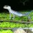 黒守宮(爬虫類が好きなフレンズ)のアイコン