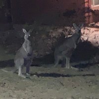 CookBirds (@zengqi20) 's Twitter Profile