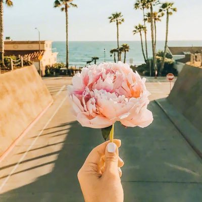 pandaanie's profile picture. 