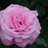 harry0321's profile image