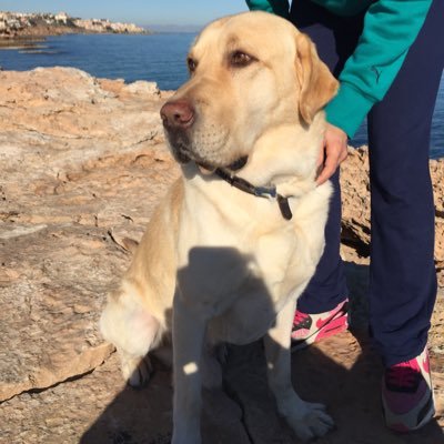 A UN PERRO NO LE IMPORTA SI ERES RICO O POBRE, LISTO O BOBO, INTELIGENTE O TONTO, SI LE ENTREGAS TU CORAZÓN, TE ENTREGARÁ EL SUYO.