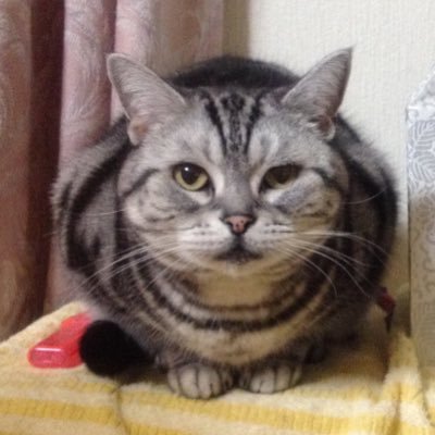 Chobi 迷子猫 捜索中 札幌市 Chobi16taetan Twitter