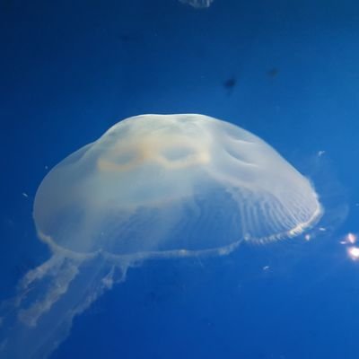 Kaneezfizza5's profile picture. 