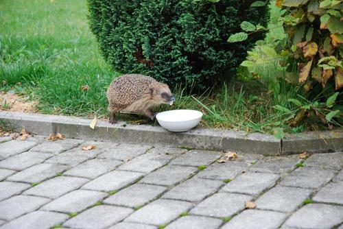 Trockenkuh's profile picture. Gedanken, um das (Über-)Leben lebenswert zu machen. Adding value to peoples live by intention. Take care!