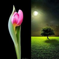 فواتح الرحموت ... . (@q7yuecejc51jdax) 's Twitter Profile Photo