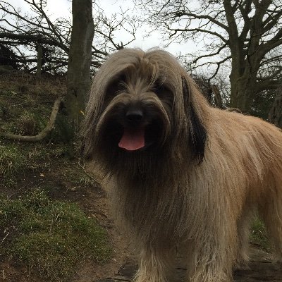 I’m Archie a Pyrenean Sheepdog. I love playing with tennis balls and squeaky toys. I  cost my mam a fortune in vets bills but she loves me anyway ❤️❤️