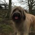 Archie the Pyrenean Sheepdog (@pyreneanthe) Twitter profile photo