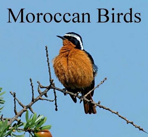 #BirdingMorocco and #ornithology news from Northwest Africa and beyond. 
Some news from #GREPOM are marked.