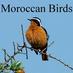 Moroccan Birds (@moroccanbirds) Twitter profile photo