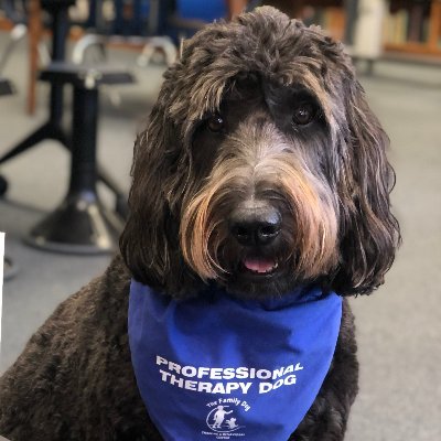 🐾 Professional Therapy Dog 🐻 Enjoy hanging out with kids at HMS, collecting hugs & love along the way 💙 Tennis balls, treats, books, walks, & couch time.