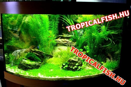 Debreceni akvarisztikai szaküzlet. Első Tropica nagykereskedő Magyarországon. Folyamatos Tropica akció!ADA,Tropica,Eheim,Hydor,Sera,Aqua Medic,Jbl,Tetra,